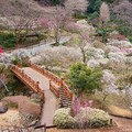 號稱全日本最早開的梅花！熱海梅園梅花祭繽紛登場