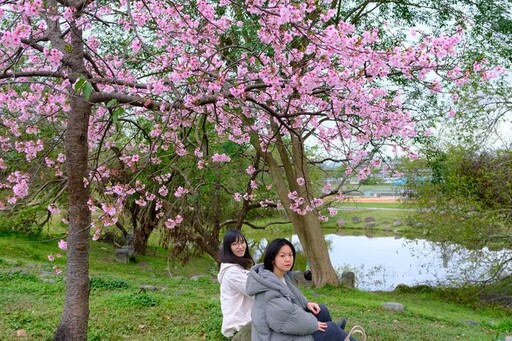 春季賞花／新北河濱粉嫩花顏 新店陽光運動公園河津櫻綻放