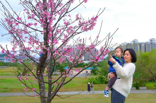 春季賞花／新北河濱粉嫩花顏 新店陽光運動公園河津櫻綻放