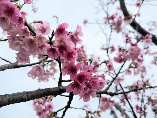 春季賞花／新北河濱粉嫩花顏 新店陽光運動公園河津櫻綻放