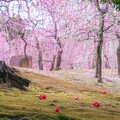 春季花海追起來！京都千年神社的枝垂梅和山茶花一次賞個夠