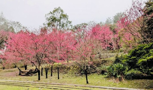 八仙山櫻花迎春盛放 賞櫻森呼吸之旅正美好