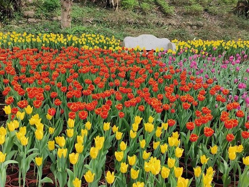 南元花園農場「世界花卉博覽會」鬱金香綻放浪漫美麗