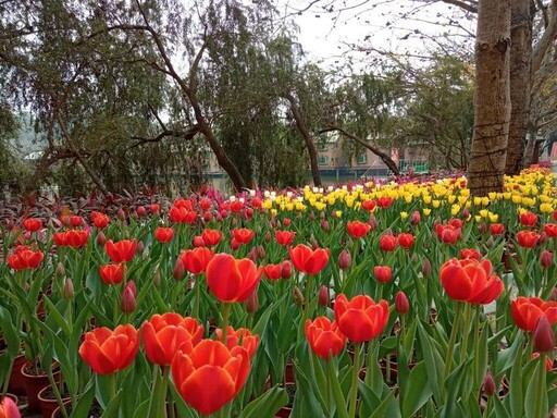 南元花園農場「世界花卉博覽會」鬱金香綻放浪漫美麗