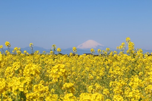 來去神奈川賞花！富士山ｘ相模灣ｘ黃色花海，一次賞足！