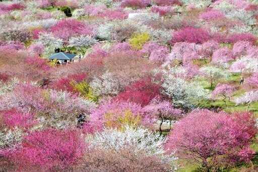 攝影控最愛日本拍梅景點：三重縣員辨市梅林公園