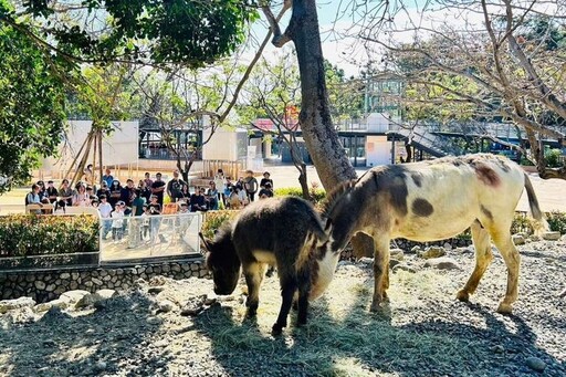 壽山動物園寵粉 水豚與迷你驢見面會萌翻全場