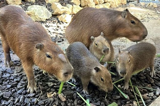 壽山動物園寵粉 水豚與迷你驢見面會萌翻全場