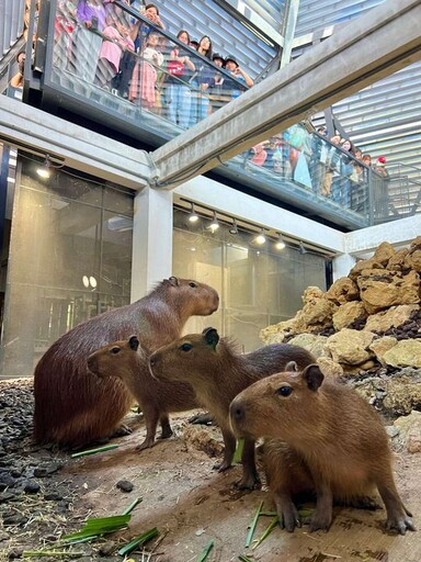 壽山動物園寵粉 水豚與迷你驢見面會萌翻全場