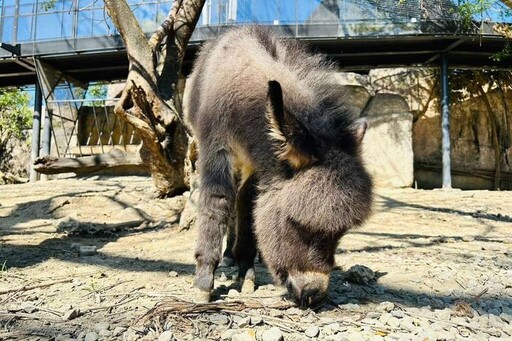 壽山動物園寵粉 水豚與迷你驢見面會萌翻全場