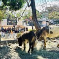 壽山動物園寵粉 水豚與迷你驢見面會萌翻全場