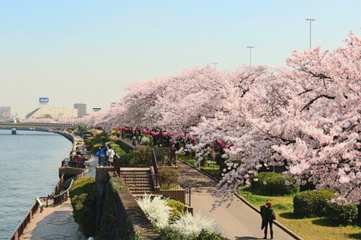 【東京賞櫻走春之三】墨堤櫻花祭（3/15-4/13）感受隅田川沿岸江戶風情