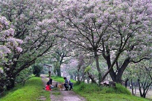 春日賞花正當時 彰化浪漫花海、美食、特色活動一次玩透