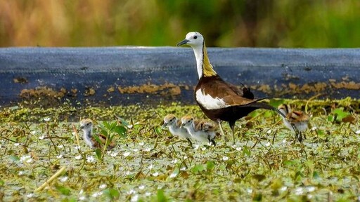 高雄美濃湖生態旅遊 騎車環湖、觀賞水雉棲地天堂