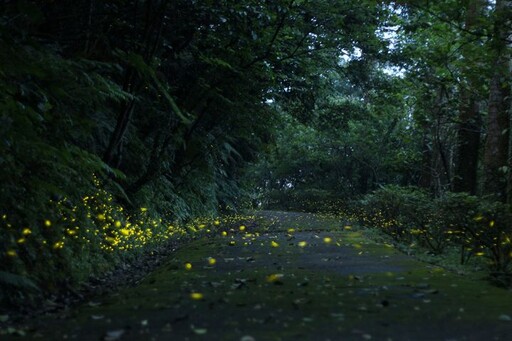 賞螢季將至 新北市推50處夏夜「螢光秘境」