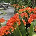 陽明山花卉試驗中心春日最美時光 球根花卉展點亮四月天