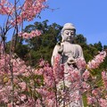 花旗木開！一起來賞花祈福 迎接六龜最浪漫的季節