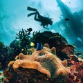 「潛」進菲律賓！16家當地業者來台參加潛水展 邀旅客一起DIVE PHILIPPINES LOVE THE PHILIPPINES