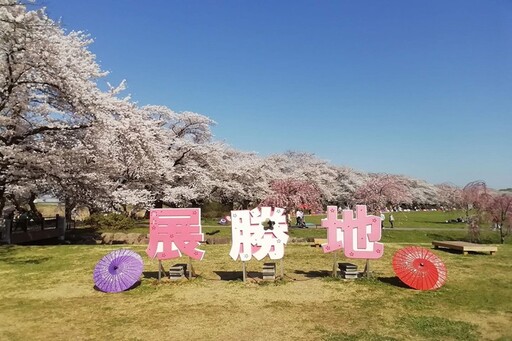 本週末櫻花滿開!日本東北3大賞櫻名所〜北上展勝地賞櫻正美
