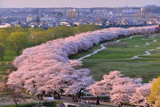 本週末櫻花滿開！日本東北3大賞櫻名所〜北上展勝地賞櫻正美