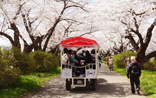 本週末櫻花滿開！日本東北3大賞櫻名所〜北上展勝地賞櫻正美
