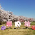 本週末櫻花滿開！日本東北3大賞櫻名所〜北上展勝地賞櫻正美