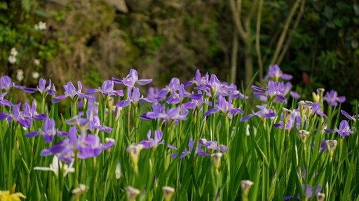 難得一見「鳶尾花季」新北嵩山農村鳶尾花田燦爛滿開