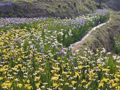 難得一見「鳶尾花季」新北嵩山農村鳶尾花田燦爛滿開