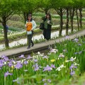 難得一見「鳶尾花季」新北嵩山農村鳶尾花田燦爛滿開