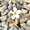 賞花正是時候！大甲鐵砧山新景點桂花泉步道登場