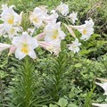 來龜山島賞鯨豚看百合花 結合頭城農場賞螢行程開放報名