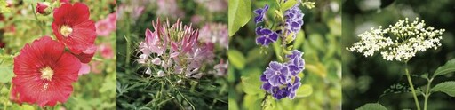 「新北河濱蝶戀季・初夏奇境」5/10登場！走入花海與光影交織的秘境花園