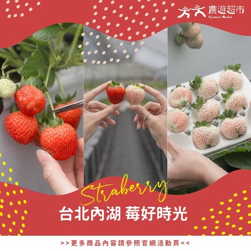 趕快衝一波！內湖草莓甜蜜大爆發中