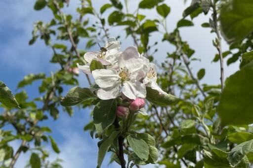走進花與光的森林饗宴 來大雪山及八仙山國家森林遊樂區擁抱自然