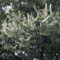 走進花與光的森林饗宴 來大雪山及八仙山國家森林遊樂區擁抱自然