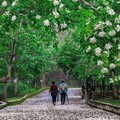 追花趣！彰化初夏多樣花卉接力綻放 花季浪漫啟程