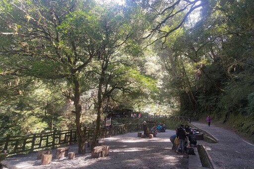 巨木陪你一起聽音樂 拉拉山巨木音樂會揭開旅遊序幕