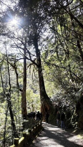 巨木陪你一起聽音樂 拉拉山巨木音樂會揭開旅遊序幕