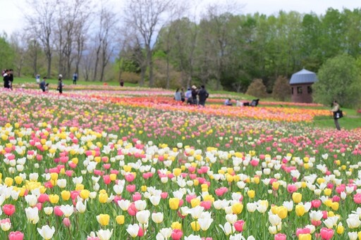 札幌近郊最大規模!國營瀧野鈴蘭丘陵公園鬱金香花海美瘋了!