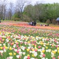 札幌近郊最大規模！國營瀧野鈴蘭丘陵公園鬱金香花海美瘋了！