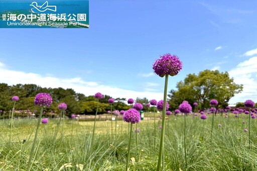 超夢幻紫球花點綴大草原!福岡近郊海之中道海濱公園的繡球蔥花正美