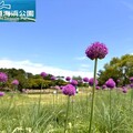 超夢幻紫球花點綴大草原！福岡近郊海之中道海濱公園的繡球蔥花正美