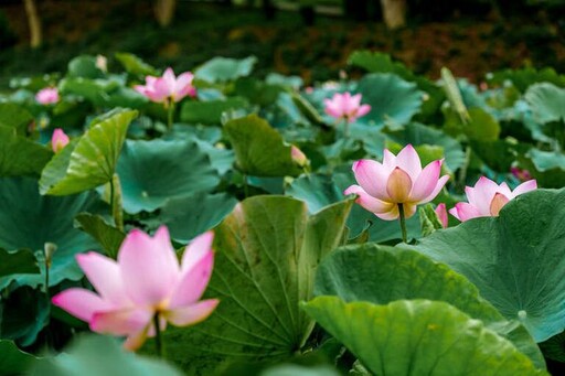 端午連假／台南多項活動「龍粽登場」龍舟、美食、賞花趣 全家出遊大滿足