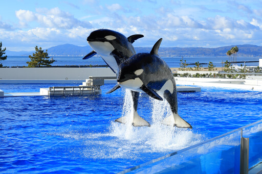 神戶須磨海景飯店~從房間賞海豚、免費暢遊水族館看虎鯨
