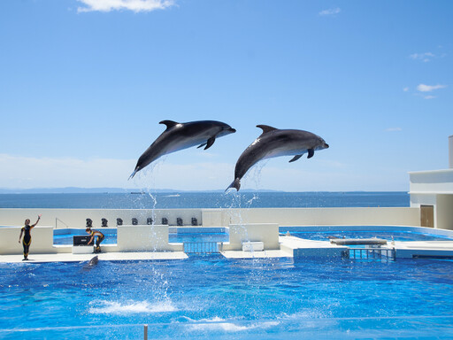 神戶須磨海景飯店～從房間賞海豚、免費暢遊水族館看虎鯨