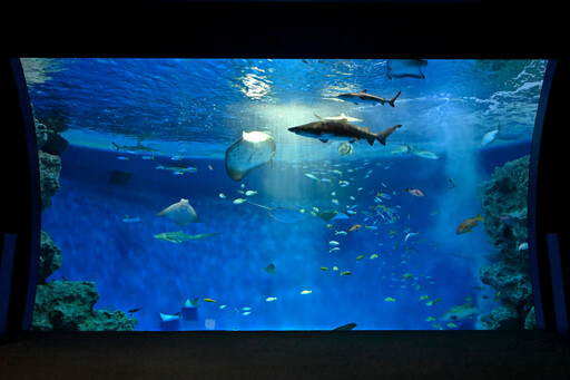 神戶須磨海景飯店～從房間賞海豚、免費暢遊水族館看虎鯨