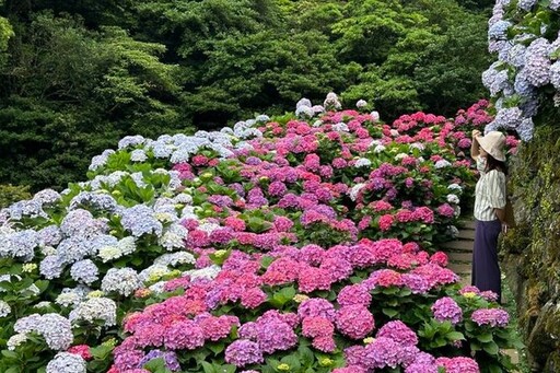 初夏最美花海 竹子湖繡球花季浪漫登場