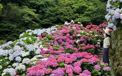 初夏最美花海 竹子湖繡球花季浪漫登場