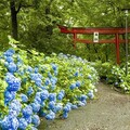 人少拍好拍滿之日本賞花推薦〜福島鄉下追花名所3選