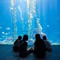 海生館世界海洋日「魚樂無窮」6/7-6/8限時報名有機會享「夜宿四人同行一人免費」